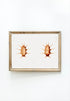 vintage sea cucumber illustration wall art print